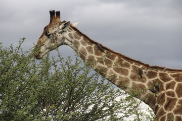 Head and neck closeup of giraffe with birds, Kruger National Park, South Africa