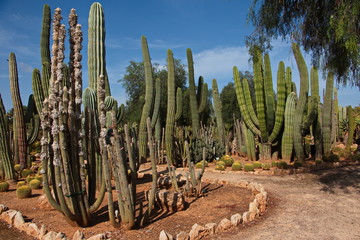 Botanical garden Botanicactus near Ses Salines on Mallorca
