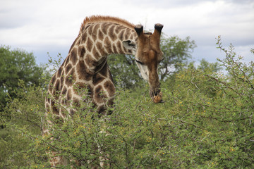 Head and neck closeup of giraffe with birds, Kruger National Park, South Africa