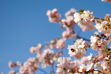 Kirschblüte und Hummel