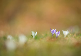 lilac and white crocus on a colorful soft background