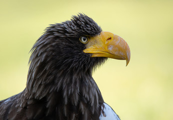 Steller’s sea eagle side face portrait on a soft green background