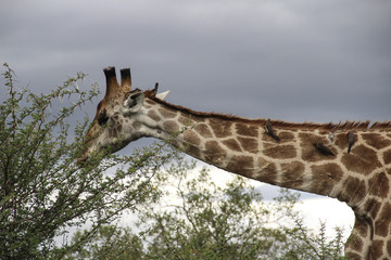 Head and neck closeup of giraffe with birds, Kruger National Park, South Africa