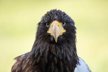 Steller's sea eagle front view portrait on a soft green background