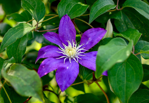 2 件の最適な 鉄線花 画像 ストック写真 ベクター Adobe Stock 2 件の最適な 鉄線花 画像 ストック写真 ベクター Adobe Stock