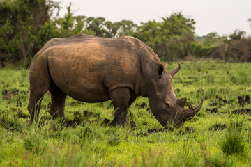 A white rhino / rhinoceros grazing in an open field in South Africa