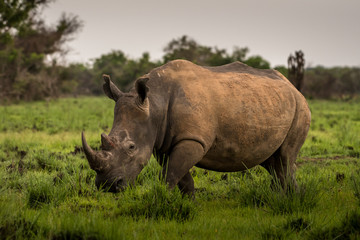Fototapeta premium A white rhino / rhinoceros grazing in an open field in South Africa