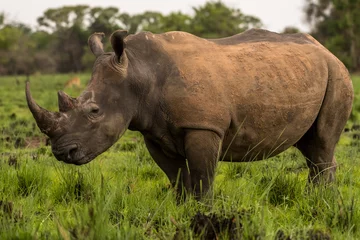 Foto op Plexiglas A white rhino / rhinoceros grazing in an open field in South Africa © vaclav