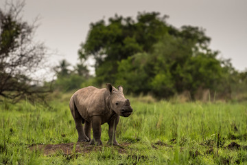Fototapeta premium A white rhino / rhinoceros grazing in an open field in South Africa