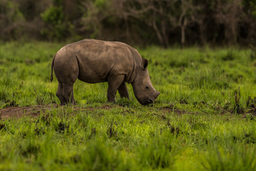 Fototapeta premium A white rhino / rhinoceros grazing in an open field in South Africa