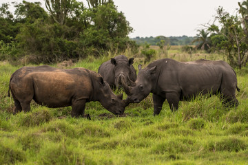 Naklejka na ściany i meble A white rhino / rhinoceros grazing in an open field in South Africa