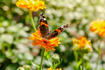 Beautiful butterfly on the orange flowers of calendula officinalis.