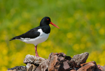 oystercatcher with side view sitting on a heap of stones on a lush yellow bokeh background