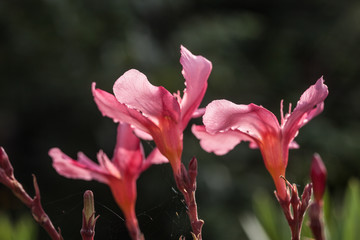 Orleanders (Nerium oleander)