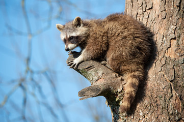 raccoon dog sitting high up on a tree looking down