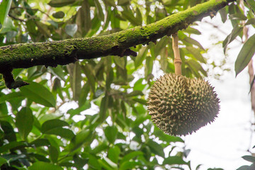 Naklejka na ściany i meble Durian tree,Fresh durian fruit on tree,Durians Mon Thong are the king of fruits,Tropical of asian fruit