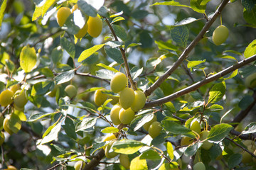 Ripe yellow plums on a branch in the sunlight