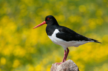oystercatcher with side view sitting on a heap of stones on a lush yellow bokeh background - 219639063