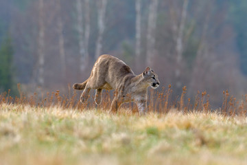 Cougar (Puma concolor), also commonly known as the mountain lion, puma, panther, or catamount. is the greatest of any large wild terrestrial mammal in the western hemisphere