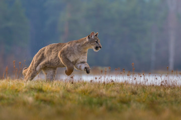 Cougar (Puma concolor), also commonly known as the mountain lion, puma, panther, or catamount. is...