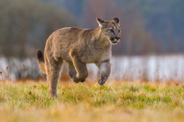 Cougar (Puma concolor), also commonly known as the mountain lion, puma, panther, or catamount. is the greatest of any large wild terrestrial mammal in the western hemisphere