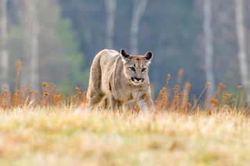 Cougar (Puma concolor), also commonly known as the mountain lion, puma, panther, or catamount. is...