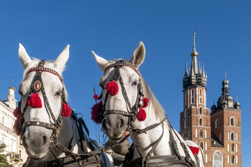 Naklejka na ściany i meble Pair of white horses with the Saint Mary's Basilica in the background in the historic center of Krakow, Poland on a beautiful sunny day