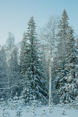 Snow-covered trees on a Sunny winter day in the ski resort, winter forest in the mountains