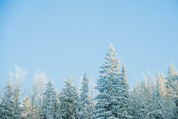 Snow-covered trees on a Sunny winter day in the ski resort, winter forest in the mountains