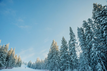 Snow-covered trees on a Sunny winter day in the ski resort, winter forest in the mountains