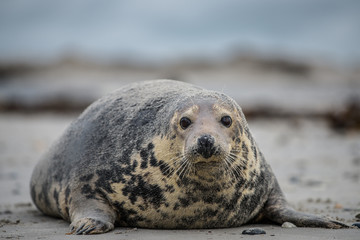 Naklejka premium Atlantic Grey Seal Pup on Sandy Beach/Atlantic Grey Seal Pup/Atlantic Grey Seal Pup (Halichoerus Grypus)