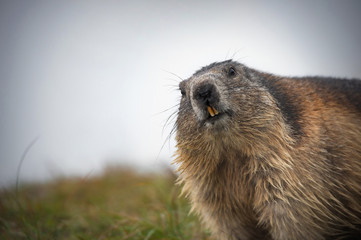 curious alpine marmot looking in the camera - Großglockner Austria - 219640014