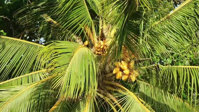 beautiful coconut tree