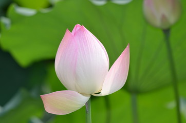 Lotus Flower 