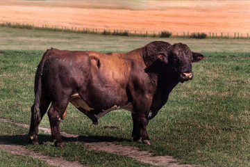 big bull on a meadow