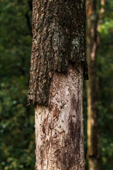 Obraz premium dying tree with a contrast between young and old