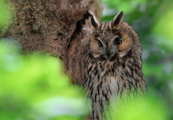 long eared owl sitting on a tree surrounded by a soft green bokeh