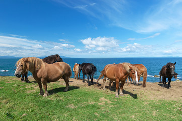 Fototapeta premium 【青森県下北半島尻屋崎】津軽海峡と寒立馬のいる風景
