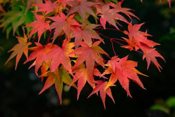 赤く染まる紅葉