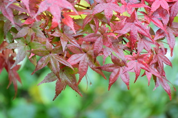 真っ赤な紅葉