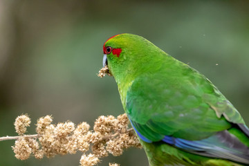 Kakariki Enjoys Millet 