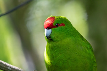 Fototapeta na wymiar Cute New Zealand Kakariki / Red Crowned Green Parakeet In Eco Sanctuary 