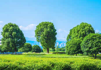 City park, green grass, trees and blue sky with white clouds
