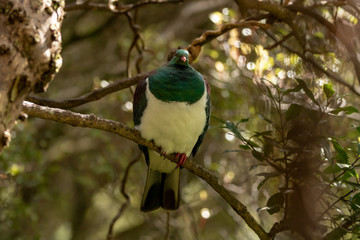 Plump New Zealand Kereru Bird 