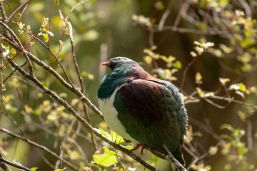 Kereru / Wood Pigeon In New Zealand Forest During Warm Afternoon 
