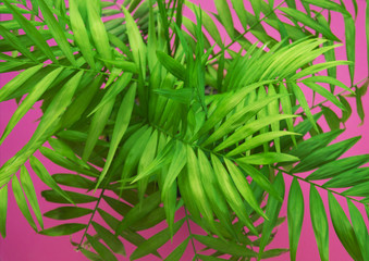 Palm Tropical greenery minimal artistic design