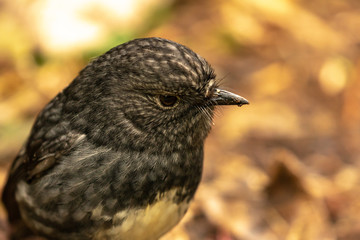 Close Up, New Zealand North Island Robin 