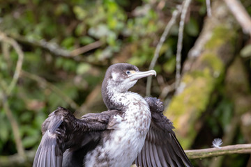 Juvenile Shag / Cormorant Dries Wings In Afternoon Sun 