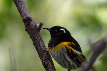 Male Hihi / Stitchbird In New Zealand Forest 