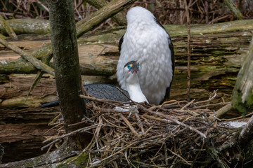 Fototapeta premium Blue Eyed Pied Shag Nest 
